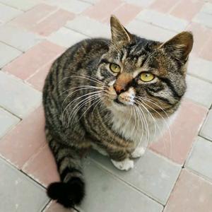 中华田园狸花猫头像