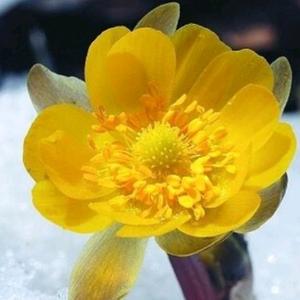 雪莲头像