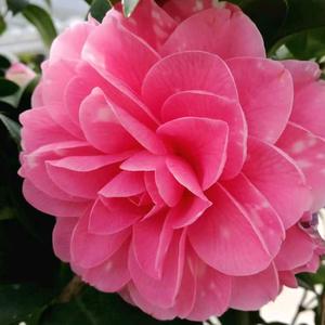 万紫千红,心打头像