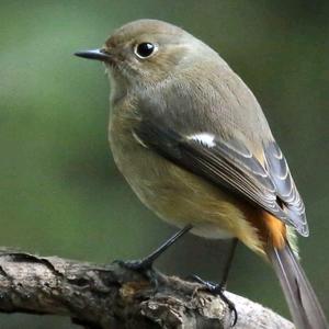 一只不想飞的太高的小鸟头像