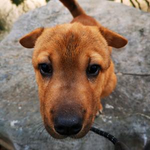 0w 抖音号:  hanhaan 憨憨两岁,狗如其名,憨头憨脑 憨爸三十,平凡一小