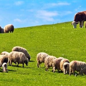 羊群微信图片图片