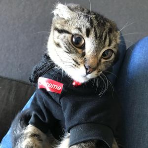 大王是只狸花猫.的主页 - 抖音