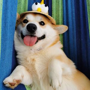 辛普森柯基犬舍cku头像