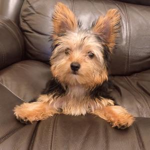 咖布是只约克夏头像