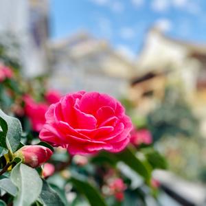 大理张家花园头像