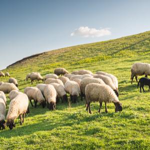 惠农羊哥哥头像