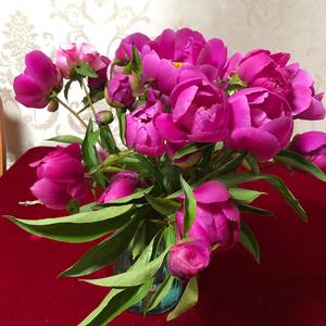 绿叶配红花头像