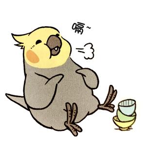 记录一只叫麦麦玄凤鸡成长 只有一只麦 带你进入有趣的沙雕鹦鹉世界