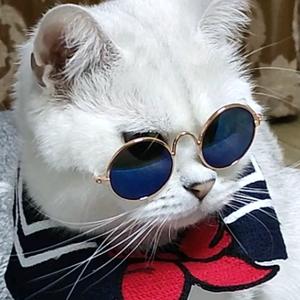 亦猫八倍镜头像