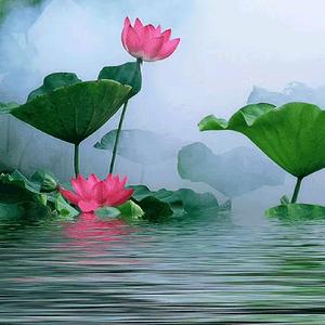 来生愿做并蒂莲头像