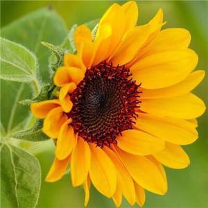 好运伴我行头像