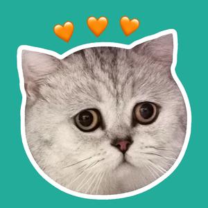 囧囧是只猫头像