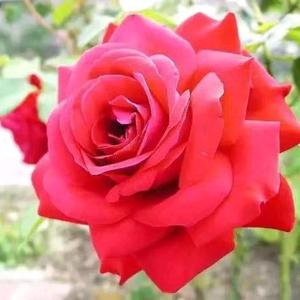 远山的红叶头像