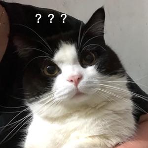 703381191 饼饼:蓝猫(公猫,已绝育) 枝枝:黑白英短(母猫,未绝育) 丑丑