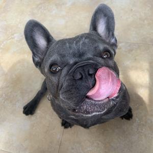 法斗十一的佛系狗生头像