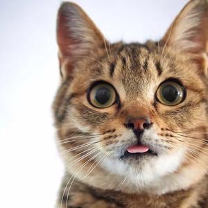 我有狸猫谁换太子头像