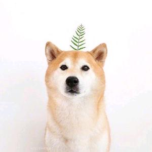 狗狗叫加油头像