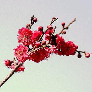 疏影暗香头像