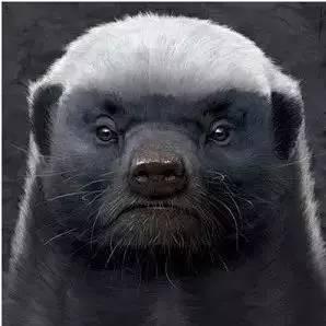 台州平头哥的主页 - 抖音