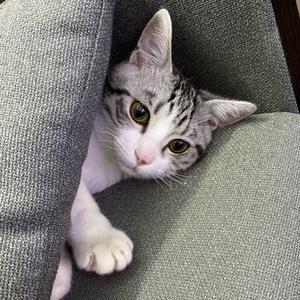 猫咪 小布同学头像