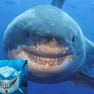 鲨鱼头像真实图片