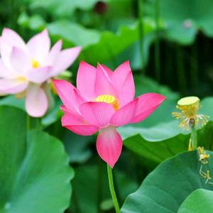 双胞胎的奶奶头像