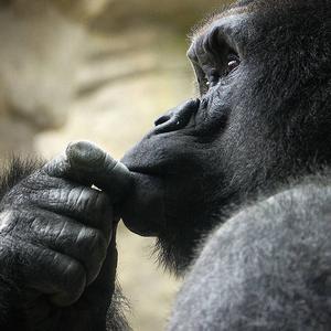 搜索 抖音号:  356253644 平头哥 关注 合集 没有数据 | 违法和不良