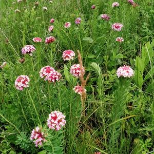 狼毒花……传递正能量头像