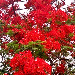 4w 抖音号:  dy1670fpc59c 百花争艳,看庭前花开花落;去留无意,漫随天