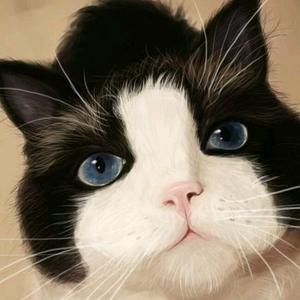 老猫头像