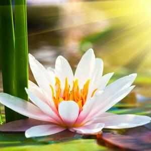 莲花心,我本善良