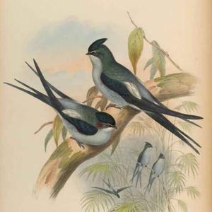 小燕子99156头像