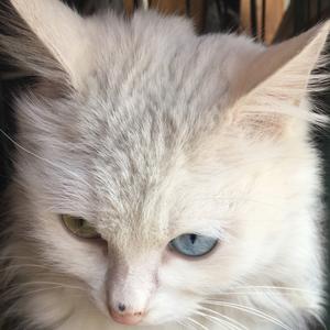 波斯猫头像
