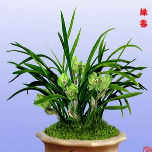 小建兰花头像