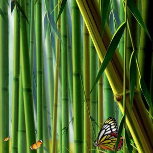 清风洒竹林的主页 - 抖音