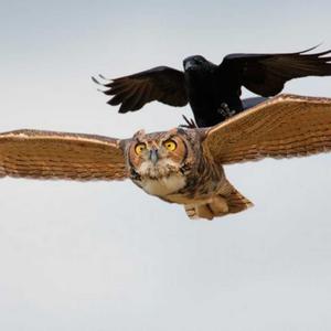 乌鸦坐飞机头像