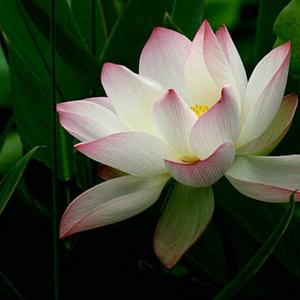 鬼步舞萍萍头像