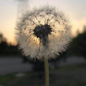 花开半夏,微凉,好时光头像