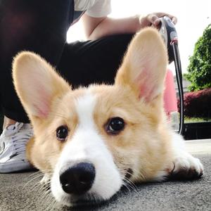 家有一只短腿小冬瓜头像