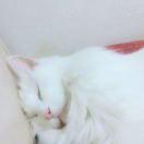 婉头像
