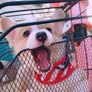 小不点叫柯基头像