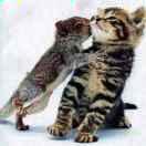 花猫！！！头像