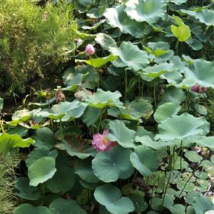 清泉石上流,头像