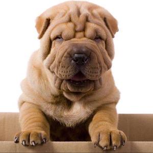 搜索 抖音号:  1140083288 癞皮狗不一定是啥时候,可沙皮狗是癞皮狗