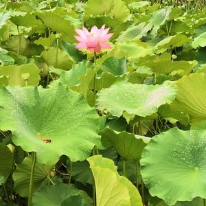涛声依旧头像