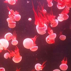 ও🕊ꦿꦼ无声火炬꧔ꦿ࿐้头像