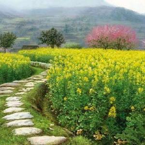 济南油画家傅老师（收学员）头像