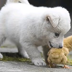 用户孤独的守望者头像