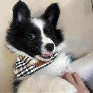 福宝吃饱饱头像